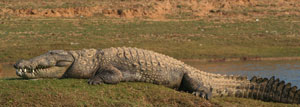 4 Days Golden Triangle Tour