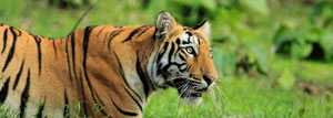 3 Days Golden Triangle Tour