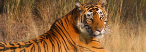3 Days Golden Triangle Tour