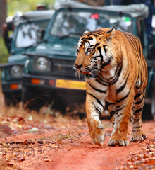 Wildlife Tours
